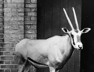 What is An Oryx, and Why Was It Running Amok In a Portland Park?
