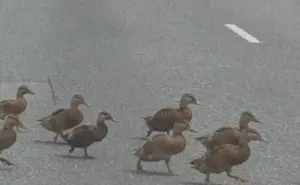 Baby Ducks Halt Traffic Near Clearwater and Arthur in Kennewick