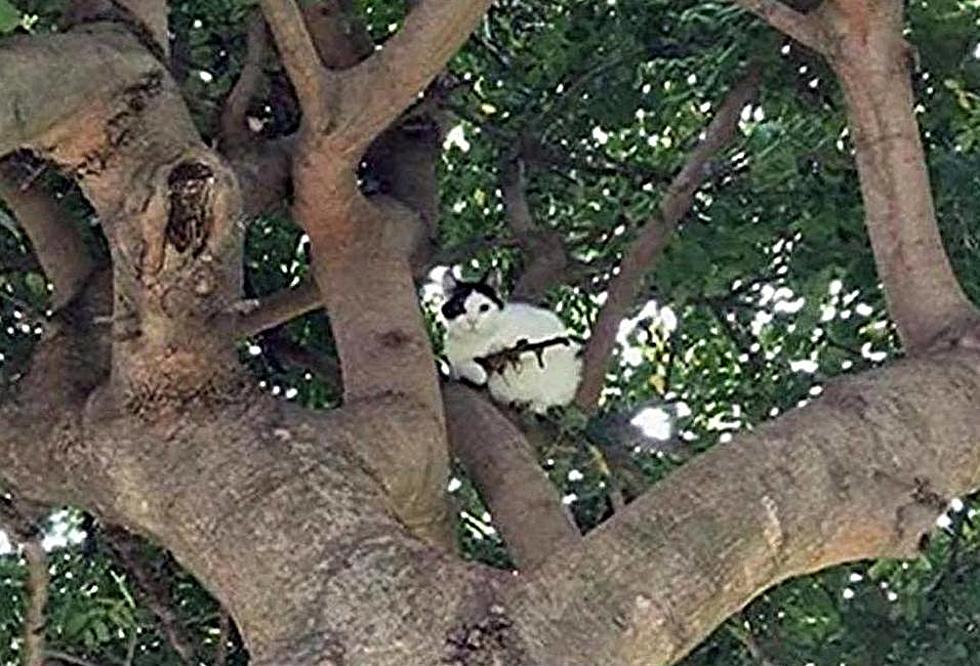 Cat in Tree With Assault Rifle