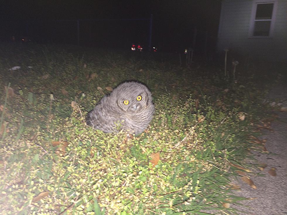 Whoooo-Who Are You? Police Encounter With Baby Owl [VIDEO]