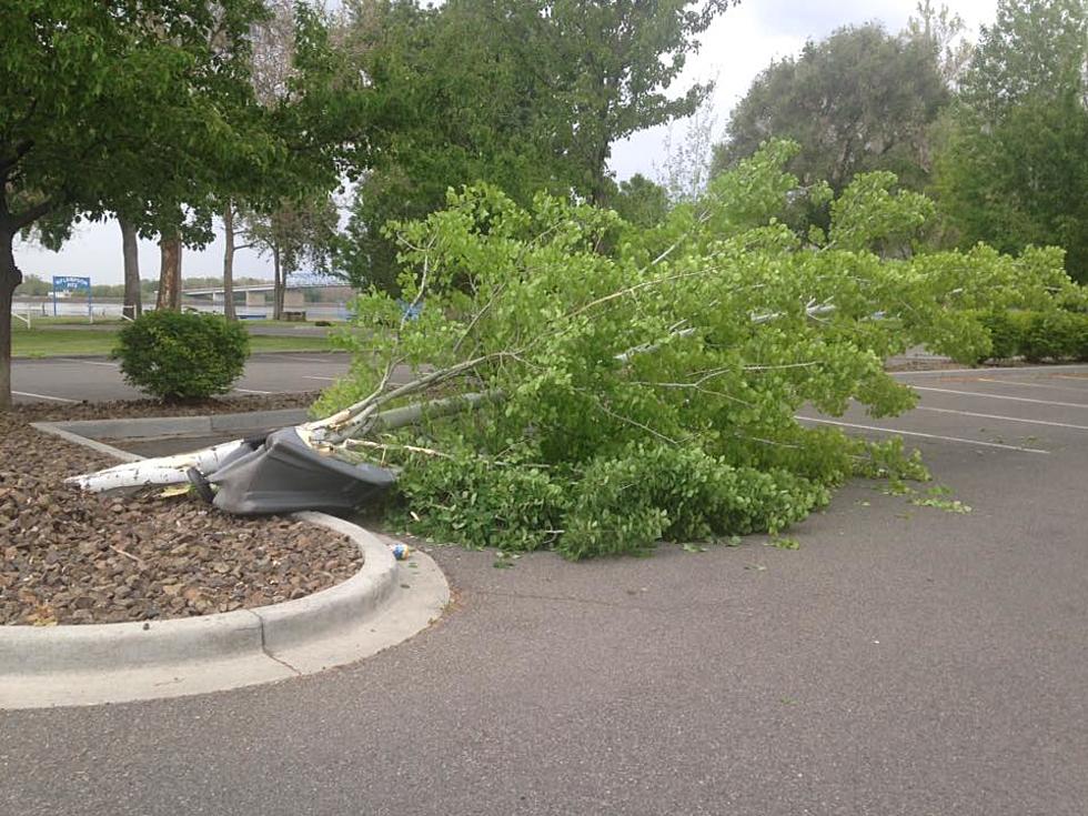 Columbia Park Hit and Run Claims Life of Tree, Cops Looking for Semi-Truck