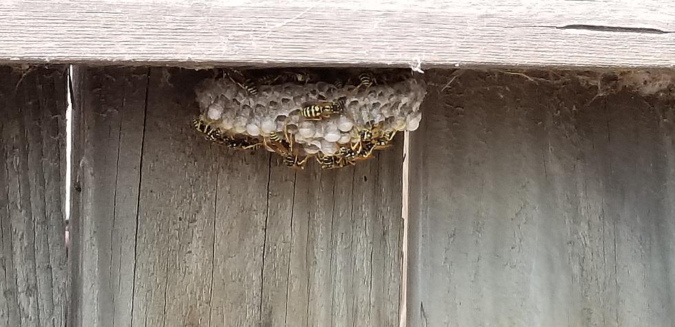 Got Wasps? We Found The Best Wasp Killer EVER!