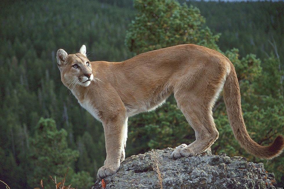 Cougar Sighted Between Benton City, Prosser by I-82