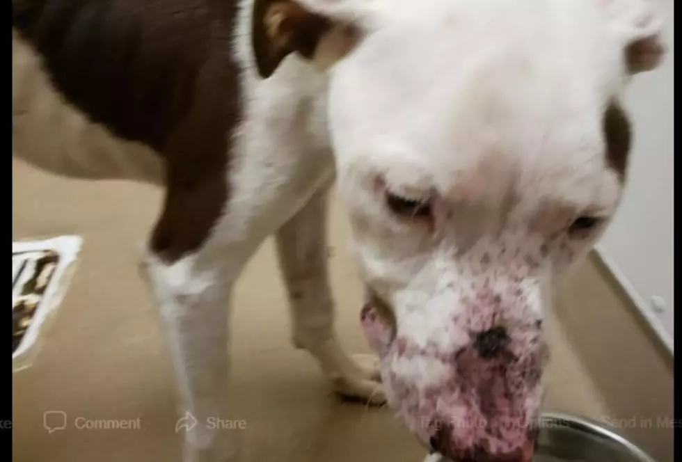 Dog Shot Through Muzzle, Donations Sought for Care