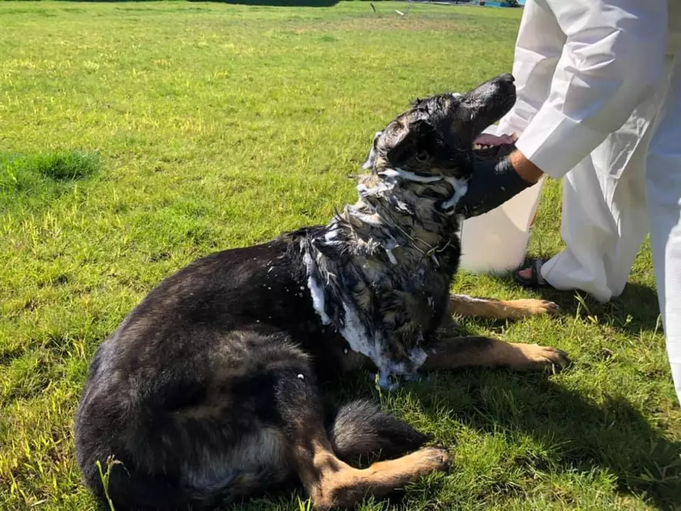 Pasco K-9 Loses Battle With Skunk, But Loves His Bath