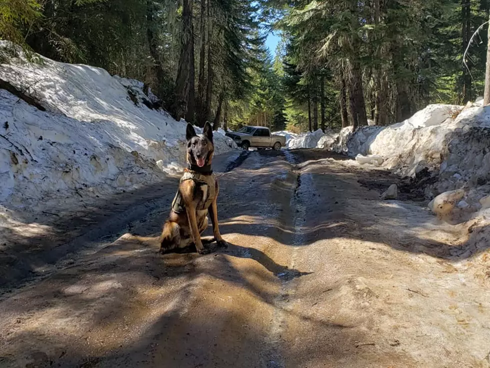 Auto Theft Suspects Get Chased by K-9, Stuck in Snow(?!?) -Busted