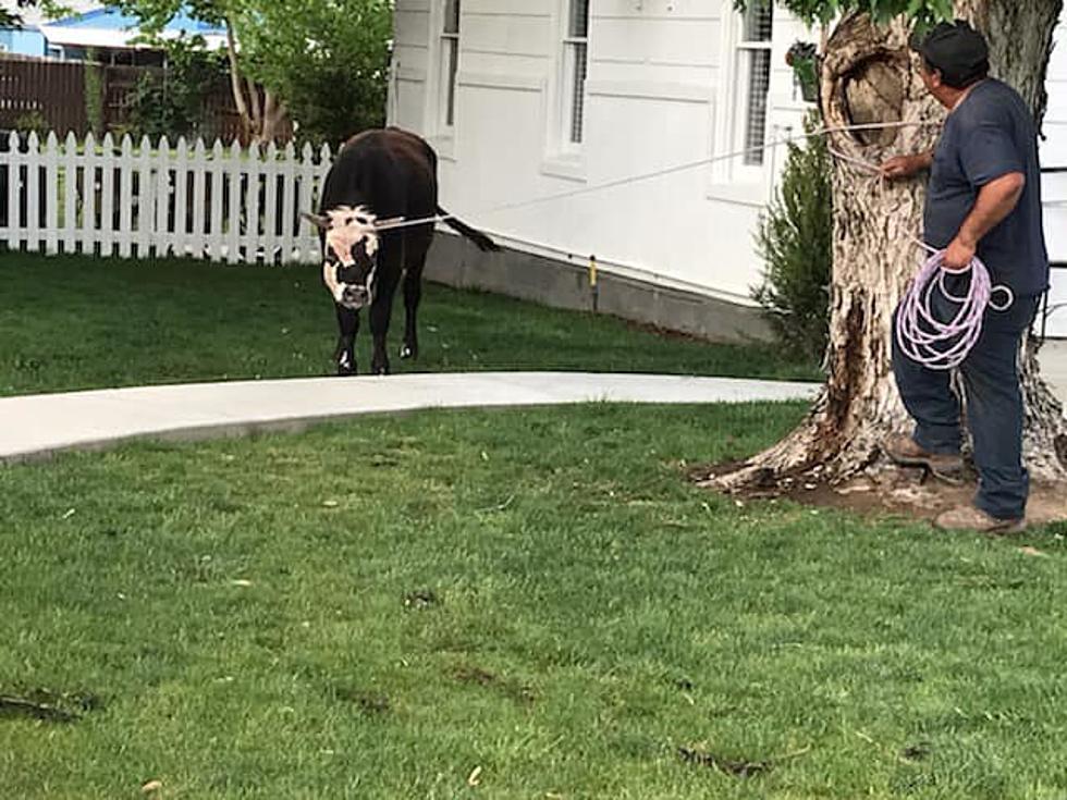 Wayward Headstrong Cow Tries to Ram Cars in Kennewick