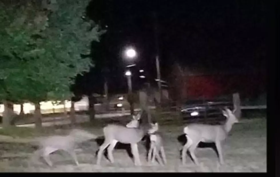 WWCSO Hilarious Encounter With “Deer In Headlight” Suspects