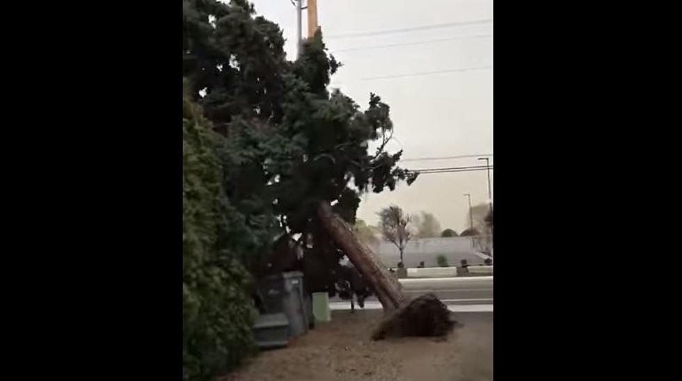 Video Captures One (of Many!) Trees Toppled in Wind Blasts