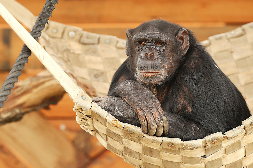 ‘Pet’ Chimpanzee Shot After it Attacks Pendleton Woman