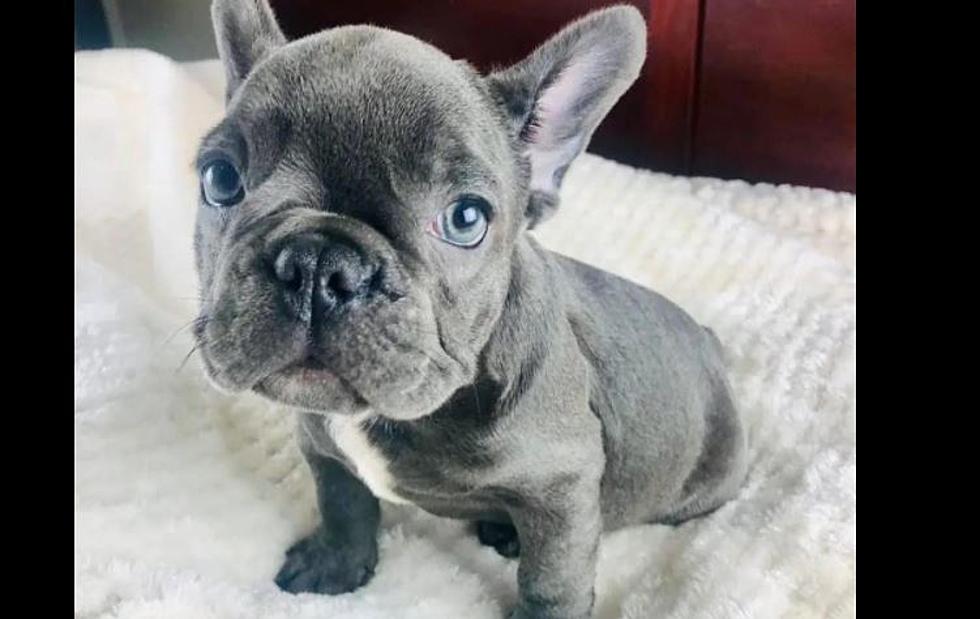Who Steals French Bulldog Puppies? Someone in Pasco Did!