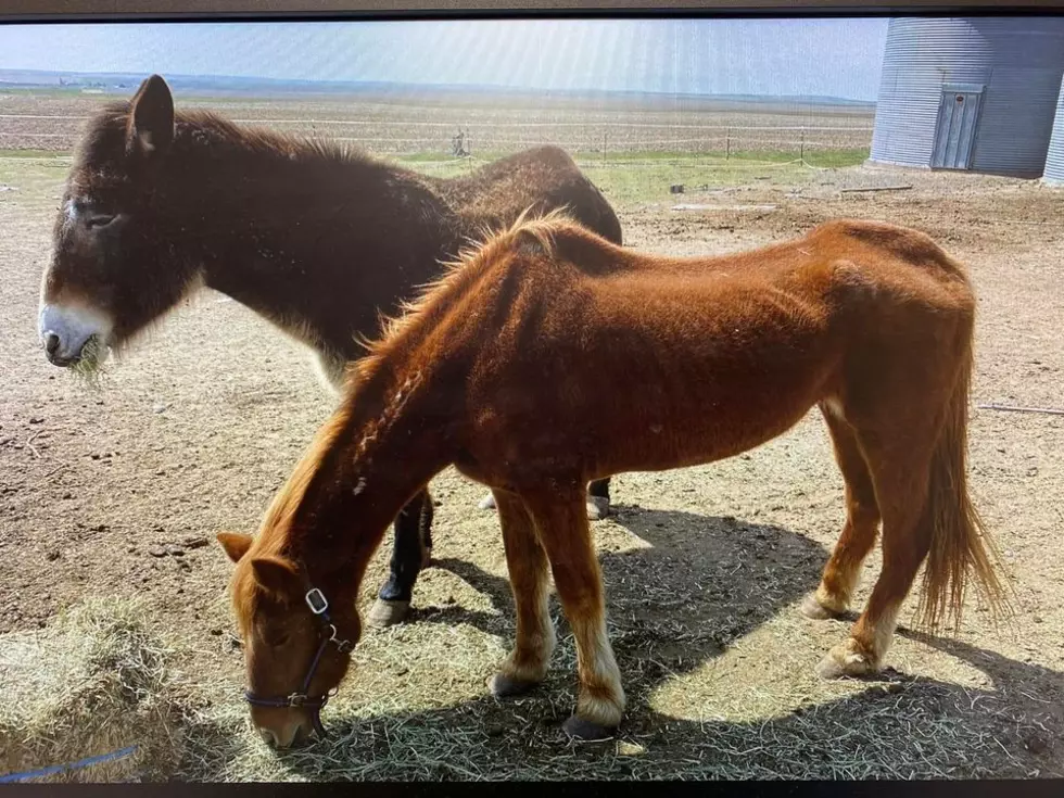 Landowner Facing 3 1st Degree Animal Cruelty Charges to Horses, Mule