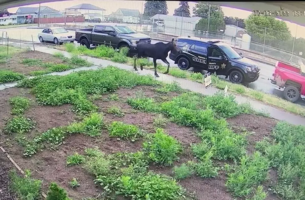 Moose Running Laps Nearly Hits Deputy in Ritzville [VIDEO]