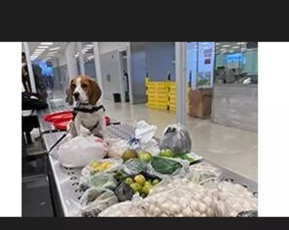 ‘Snoopy’ Working for Customs Border Patrol? Sniffing Beagles!