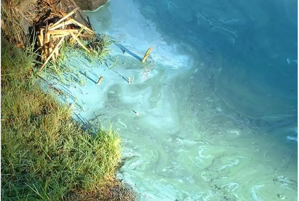 Toxic Algae Closes Popular Park, Launch on Moses Lake
