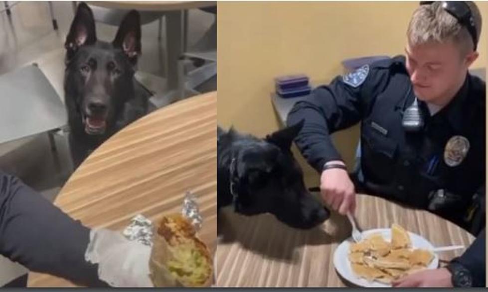Pasco K-9 ‘Guilts’ Officer Into Sharing his Food [VIDEOS]