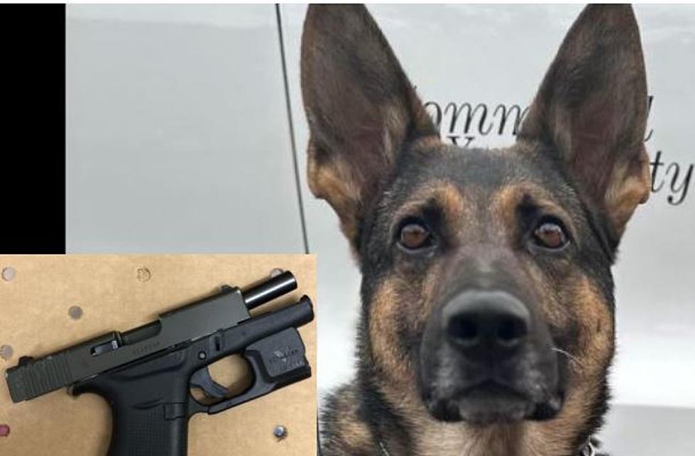 Kennewick K-9 Ivan Sniffs Out Firearm Used in Drive-By Threat