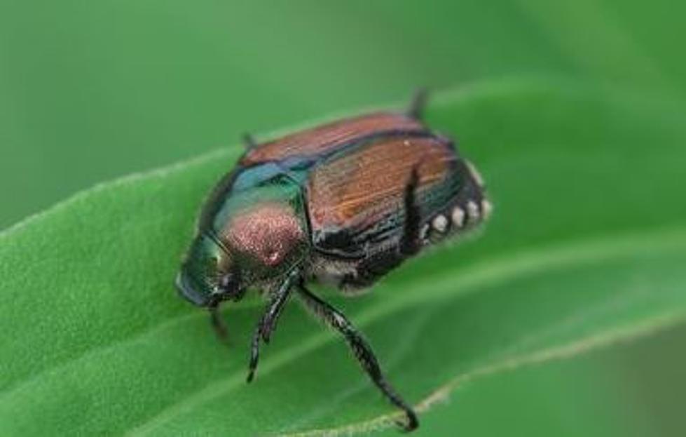 WA State Resumes War on Invasive Japanese Beetles