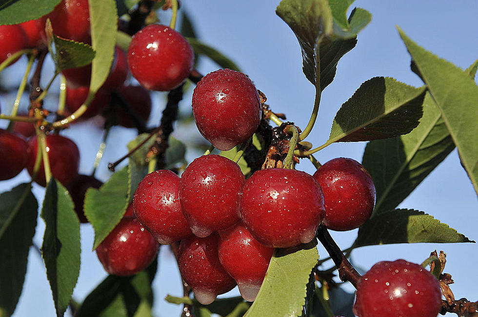 11 WA Counties, Others, Will Get Cherry Disaster Relief 