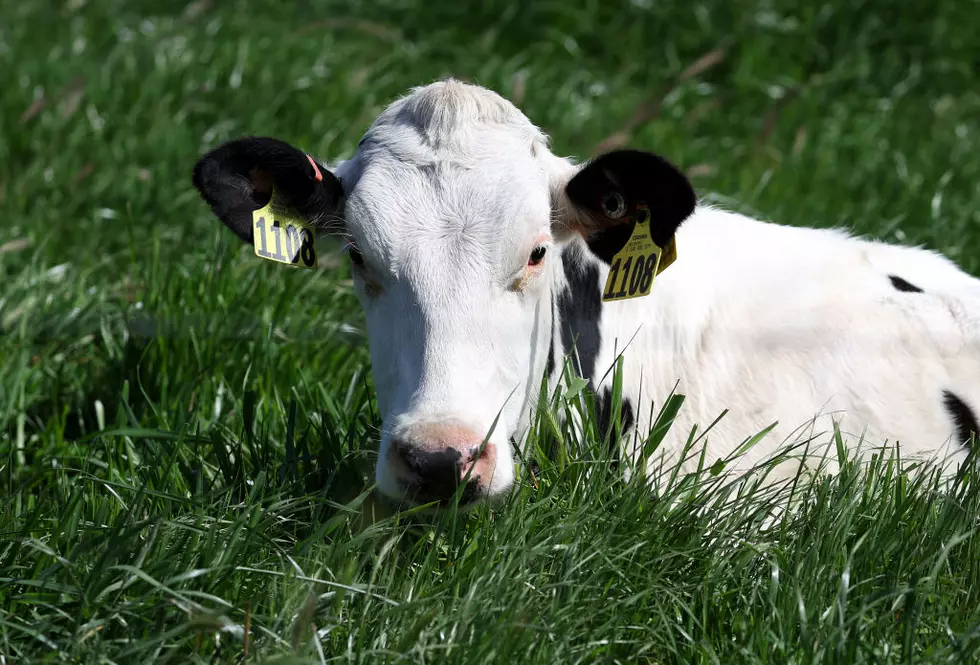 New USDA Program to Fight Livestock Diseases in CA, OR, Idaho