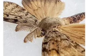 WA State Declares Emergency Over Spongy Moth Infestations