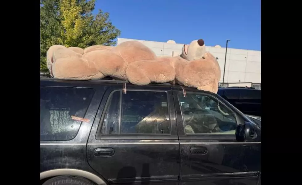 Giant Pasco Stuffed Animal “Bears Witness” to Driver’s Assault on Man