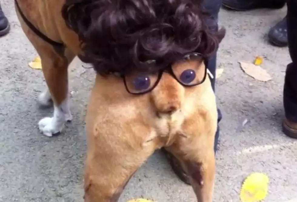 ‘Butt Head’ Dog Custume Steals Show at Tomkins Square Halloween Dog Parade