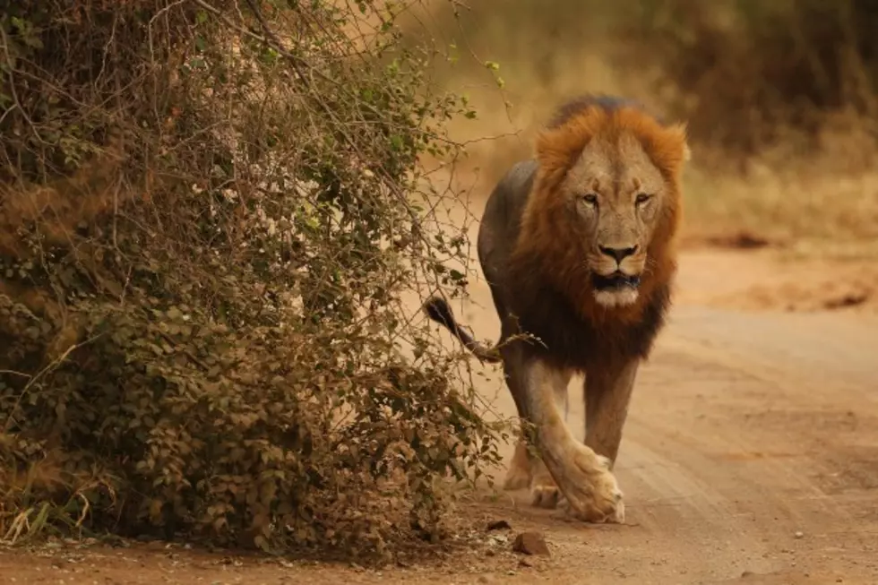 &#8220;Cecil&#8221; the Lion&#8217;s Brother, Jericho, Also Illegally Killed Today