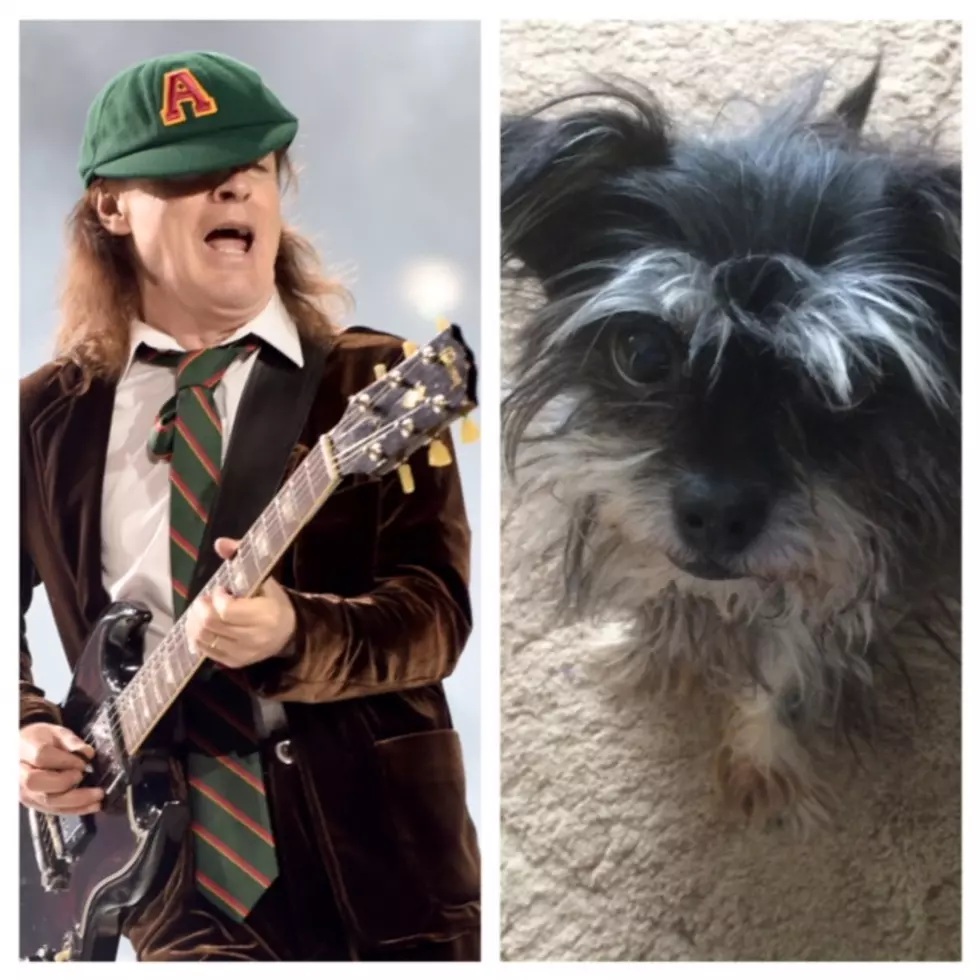 Givin&#8217; Your Dog the Phone: If Your Mutt Can Rock an AC/DC Riff (Or Just Shake a Leg), He Could Fetch You Some Tickets!