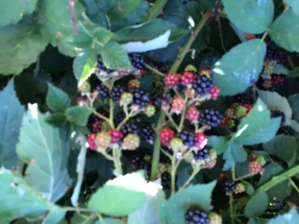 It’s Blackberry Picking Season in the Yakima Valley