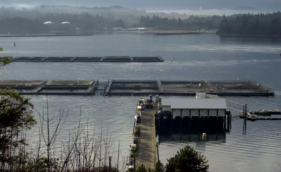 State Allowing Salmon Aquaculture Company To Move Salmon