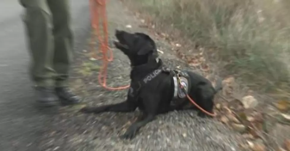 Fall In Love With Washington’s New Wildlife K-9 Officer