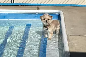 Paws in the Pool is This Sunday!
