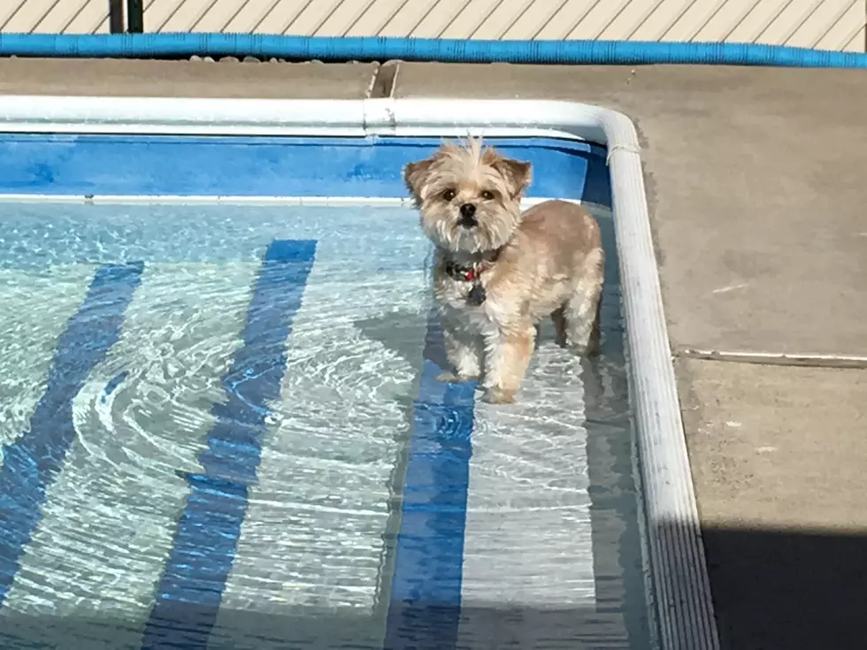 Paws in the Pool is This Sunday