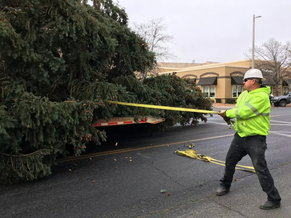 Yakima Community Christmas Tree Set Up Then Blown Down