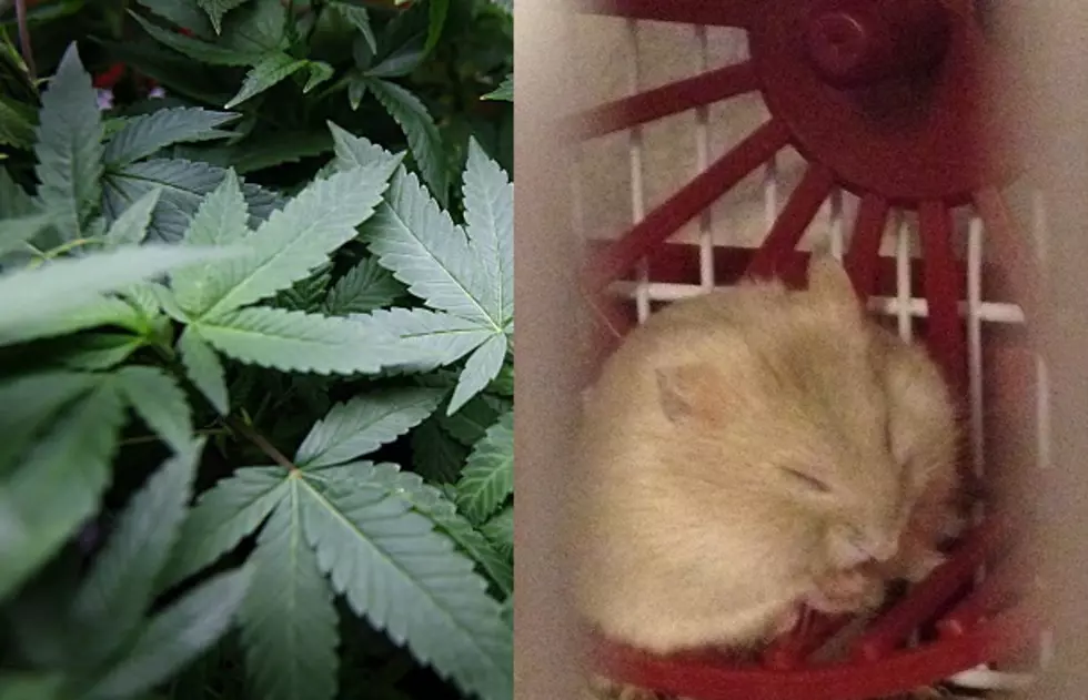 Little Critter in Weed Rehab