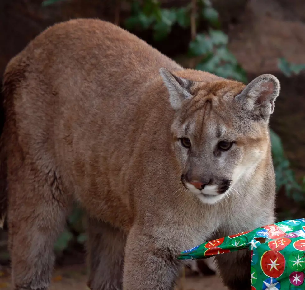 Wild Cougar Caught Prowling in West Valley Neighborhood [VIDEO]