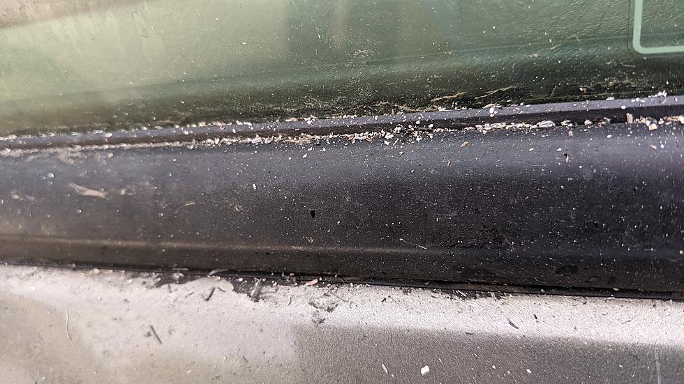 That Time of Year When You Might have Ash on your Car