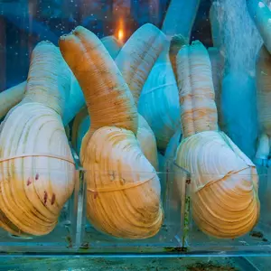 3 Places to Get Geoduck: Voted the #1 Grossest Food in WA State