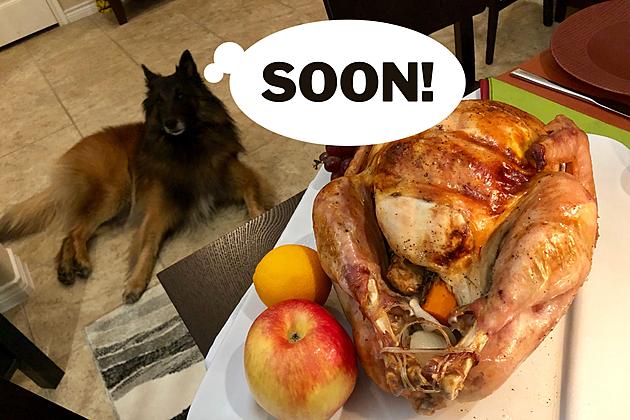 10 Thanksgiving Foods To NOT Give Your Dog!