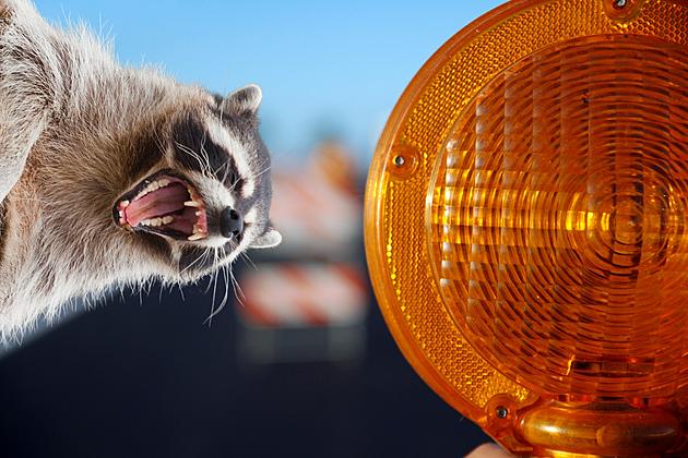 Are Angry Raccoons Really Terrorizing Spokane, WA?