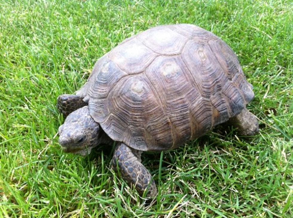 I Found a Tortoise On The Side Of The Road. Is He Yours?