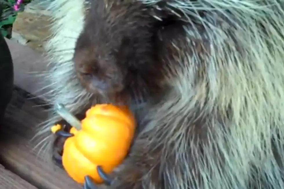 Adorable Porcupine Eats Pumpkins While Making Cute Sounds [VIDEO]
