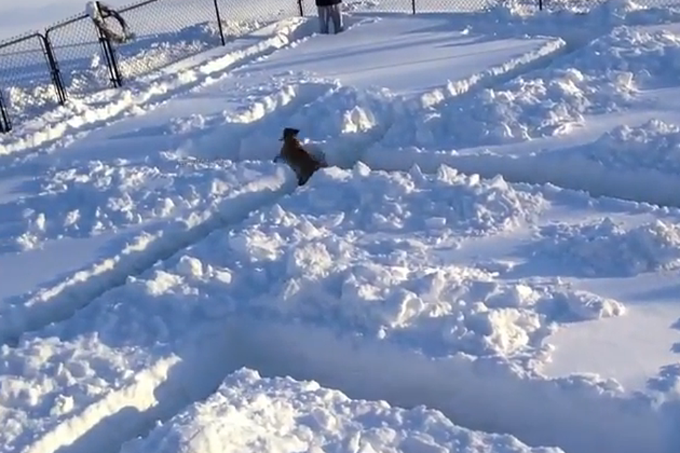 Dog Looks for Exit in Snow Maze [VIDEO]