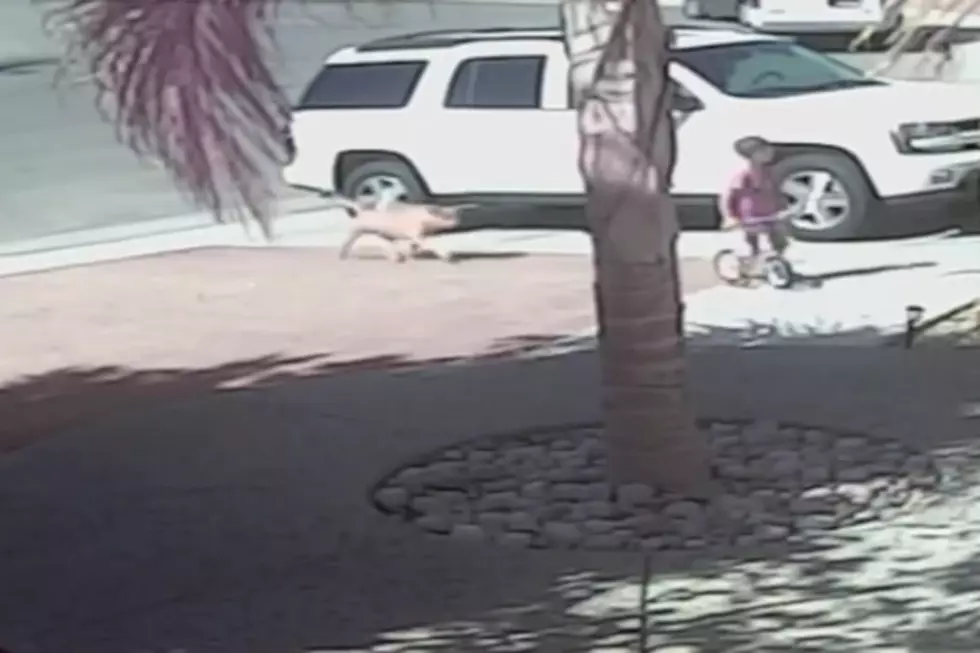 Watch This Cat Save a Small Boy from a Vicious Dog Attack