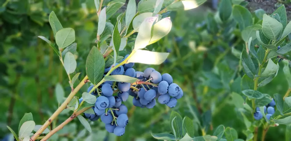 Have You Ever Picked Your Own Blueberries?