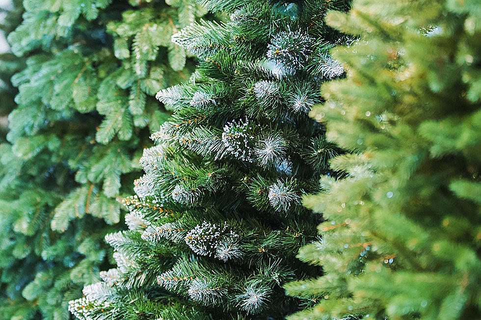 Dispose of Your Real Christmas Tree and Help Camp Prime Time