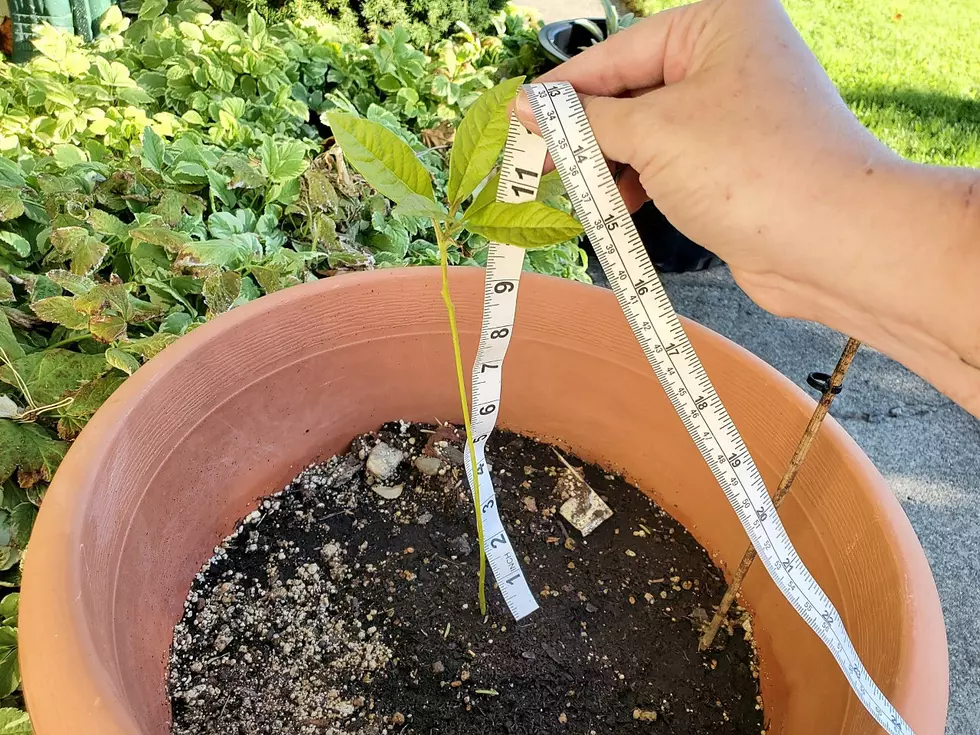 When to First Prune Your Avocado Tree Grown From a Seed