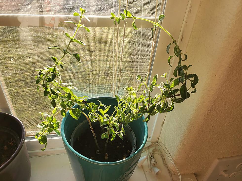 How Does Your Garden Grow: Repotting and Window Herbs