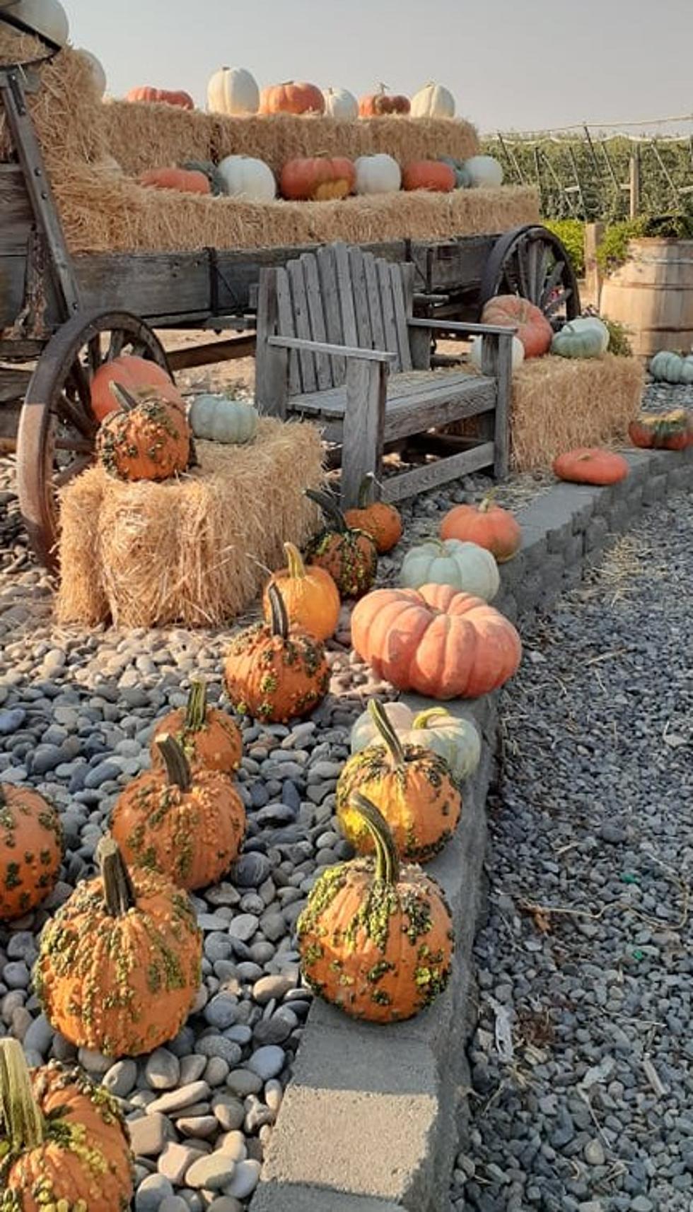Where Are the Best Pumpkin Patches in Eastern, WA?